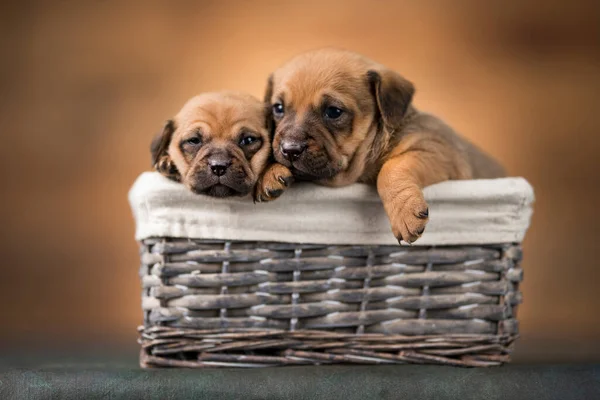 Malí Psi Proutěném Košíku — Stock fotografie