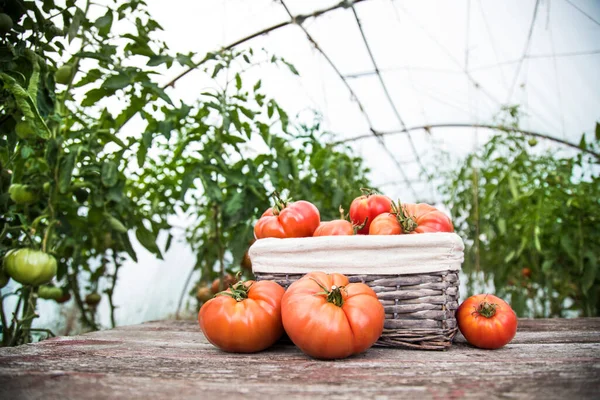 Legumes Tomates Mesa Madeira — Fotografia de Stock