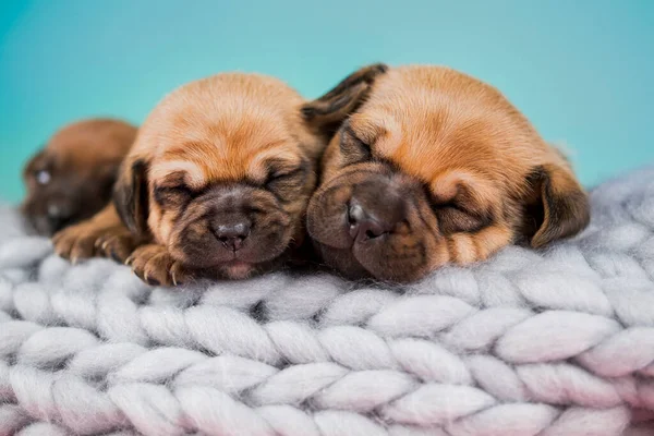Hunde Schlafen Auf Einer Decke — Stockfoto