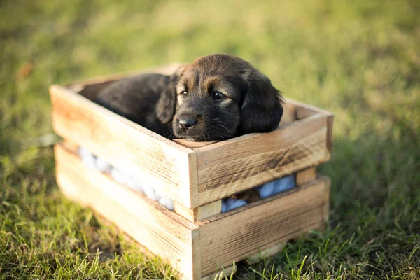 Niedlicher Kleiner Hund Einer Holzkiste Auf Dem Gras — Stockfoto