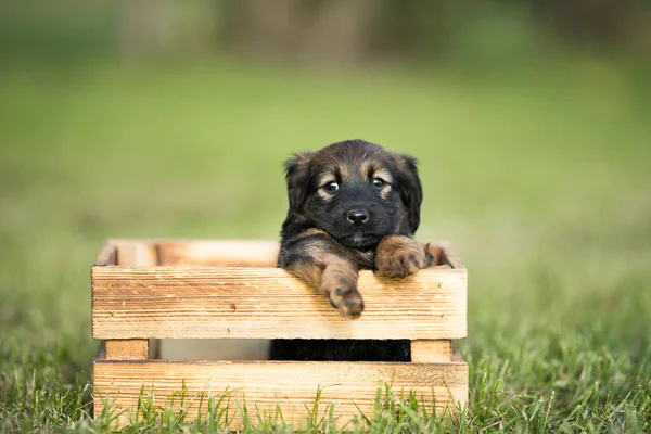 Милая Маленькая Собачка Деревянном Ящике Траве — стоковое фото