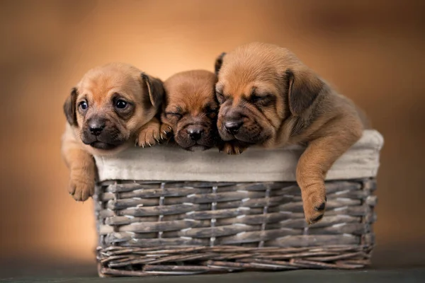 Malí Psi Proutěném Košíku — Stock fotografie