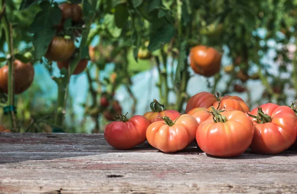 stock image Vegetables, Tomatoes,  on desk in garden 