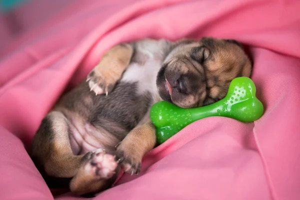 Een Hondje Slaapt Met Een Rubberen Botje Een Roze Deken — Stockfoto