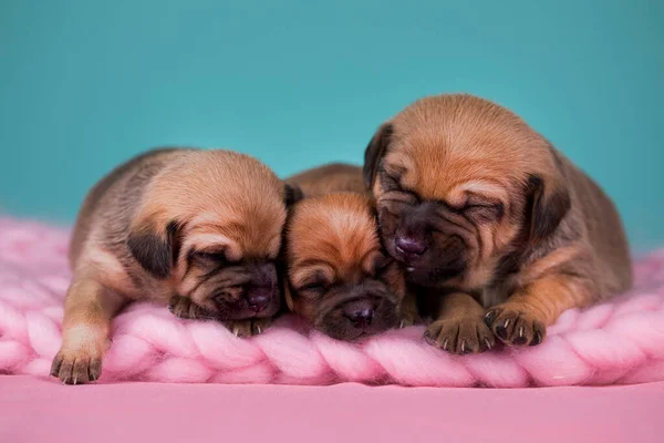 Hunde Schlafen Auf Einer Decke — Stockfoto
