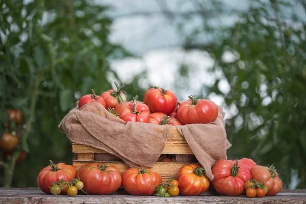 Legumes Tomates Mesa Jardim — Fotografia de Stock