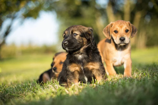 stock image Little dog on the grass