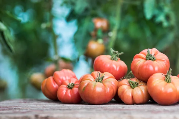 stock image Red Tomatoes in a Greenhouse, organic food