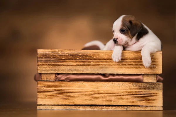 Dog Wooden Crate — Stock Photo, Image