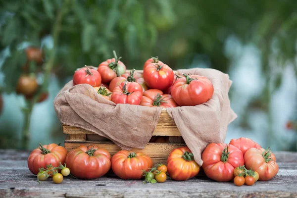 Légumes Tomates Sur Bureau Dans Jardin — Photo