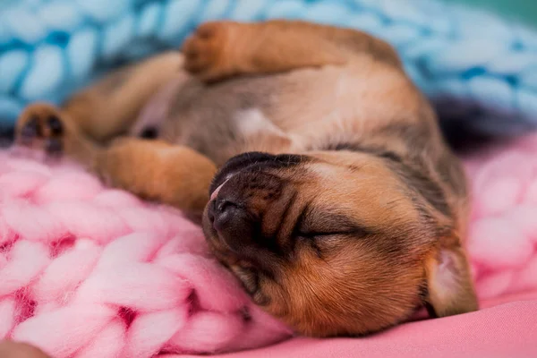 かわいい子犬が毛布の上で寝ています — ストック写真