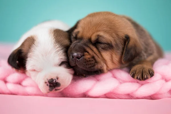 Cães Dorme Cobertor — Fotografia de Stock