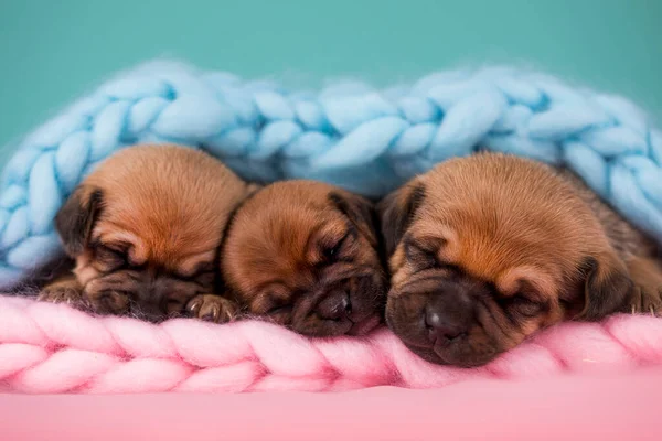 Pet Cachorrinho Cachorro Dorme Cobertor — Fotografia de Stock