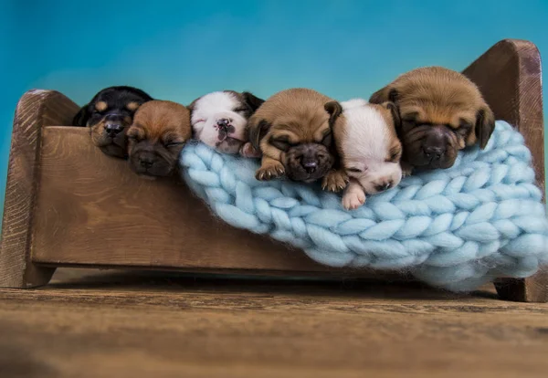 Dogs Sleep Small Wooden Bed — Stock Photo, Image