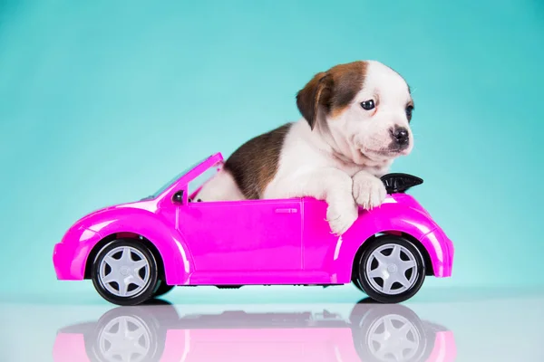 Χαριτωμένο Σκυλί Ένα Ροζ Αυτοκίνητο — Φωτογραφία Αρχείου