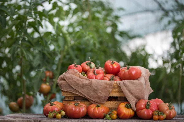 Красные Помидоры Теплице Органические Продукты Питания — стоковое фото