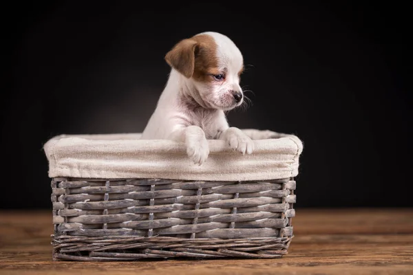Маленька Собака Плетеному Кошику — стокове фото