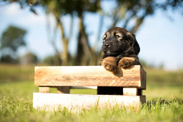 Perro Cachorro Feliz Una Caja Madera Hierba —  Fotos de Stock