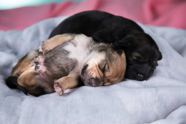 Собаки Спят Животные Концепции — стоковое фото