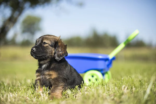 Hermosos Cachorritos Carro Juguete Hierba —  Fotos de Stock