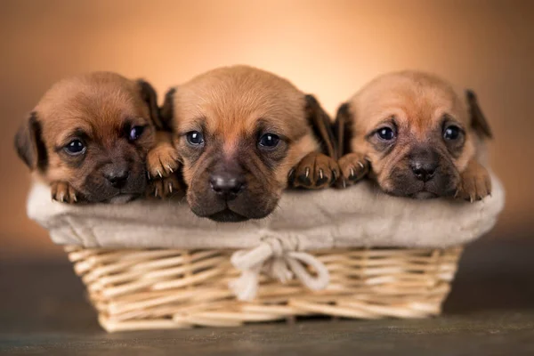 Little Dogs Wicker Basket — Stock Photo, Image