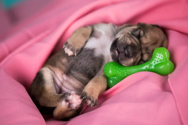 Dog sleeps with a rubber bone on a pink blanket
