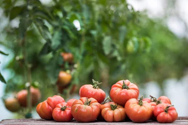 stock image Vegetables, tomatoes on wooden desk