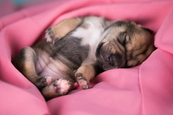 Ein Schöner Kleiner Hund Schläft Auf Einer Rosa Decke — Stockfoto