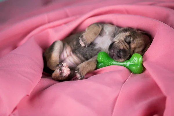 Een Hondje Slaapt Met Een Rubberen Botje Een Roze Deken — Stockfoto