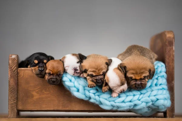 Собаки Спят Маленькой Деревянной Кровати — стоковое фото