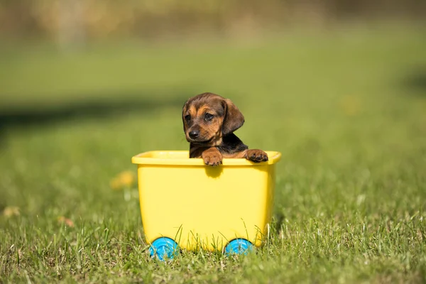 Kleiner Hund Spielzeugwagen Gras — Stockfoto