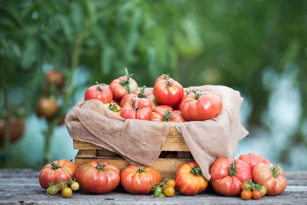 Tomates Fraîches Dans Une Caisse Bois — Photo