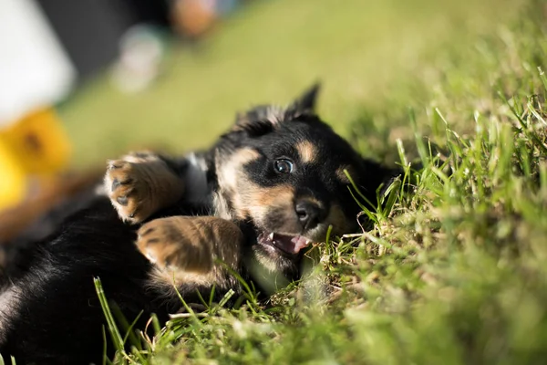 Seekor Anjing Kecil Latar Belakang Rumput — Stok Foto