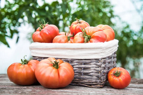Organické Potraviny Červená Zelenina Rajčat Zdarma — Stock fotografie