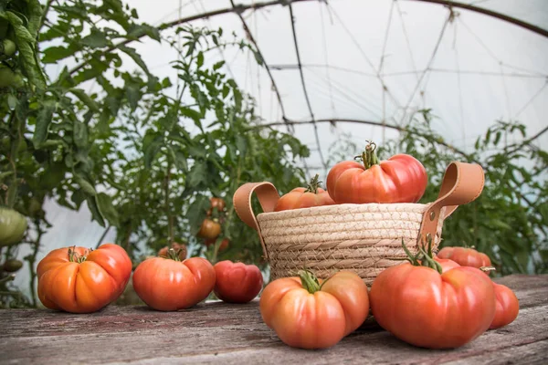 Horta Tomates Produtos Biológicos — Fotografia de Stock