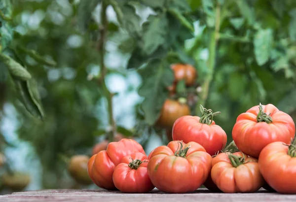 Verduras Tomates Escritorio Madera — Foto de Stock