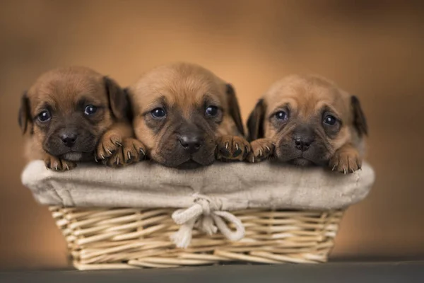 Small Puppies Wicker Basket — Stock Photo, Image