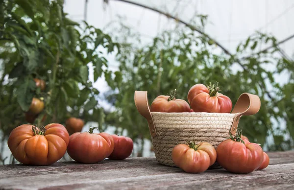 Horta Tomates Produtos Biológicos — Fotografia de Stock