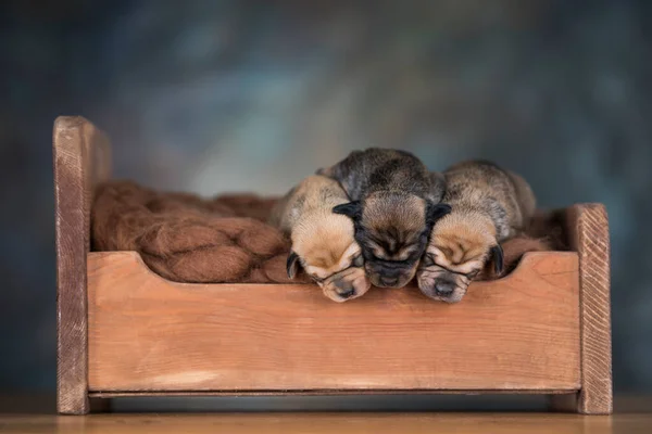 Собаки Спят Деревянной Кровати — стоковое фото