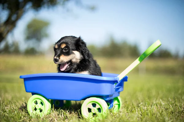 Cute dog in a toy wagon on the grass