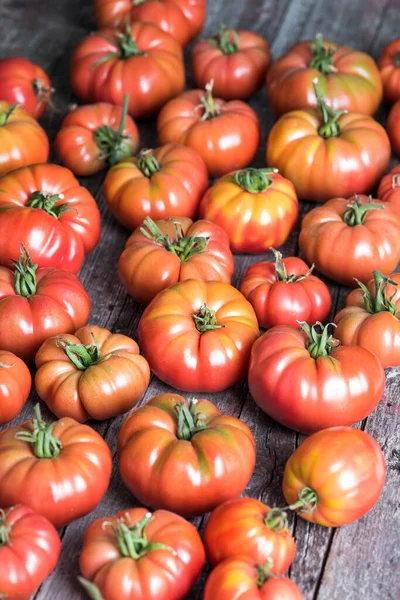 Rode Tomaten Een Kas Bio Voeding Rechtenvrije Stockafbeeldingen