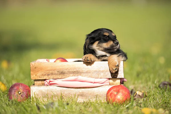 在草地上的木板箱里可爱的小狗 图库图片