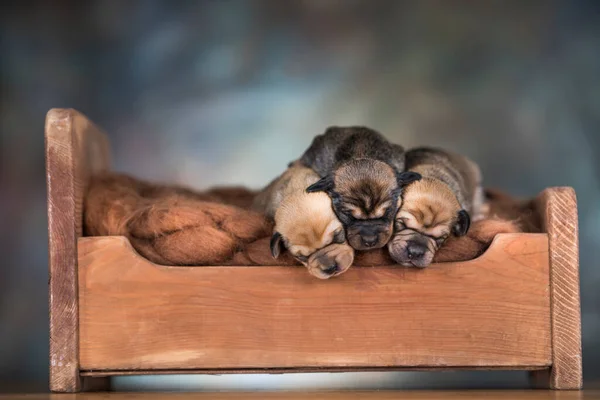 犬は小さな木製のベッドで寝る ロイヤリティフリーのストック写真