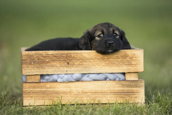Niedlicher Kleiner Hund Einer Holzkiste Auf Dem Gras lizenzfreie Stockbilder