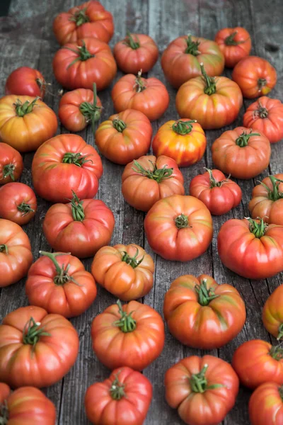 Tomates Vermelhos Uma Estufa Alimentos Orgânicos Fotografia De Stock
