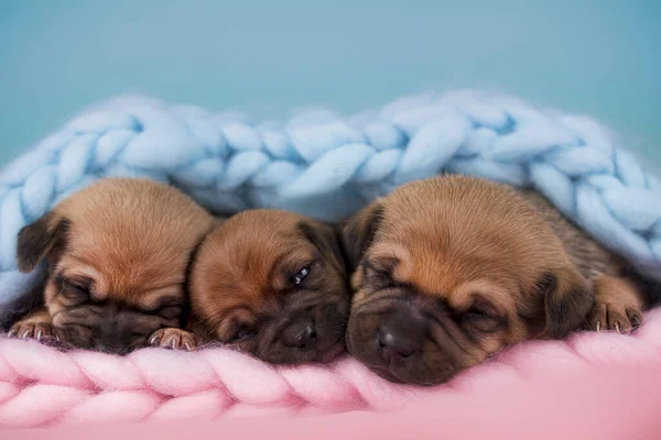 Pet Cachorrinho Cachorro Dorme Cobertor Fotografias De Stock Royalty-Free