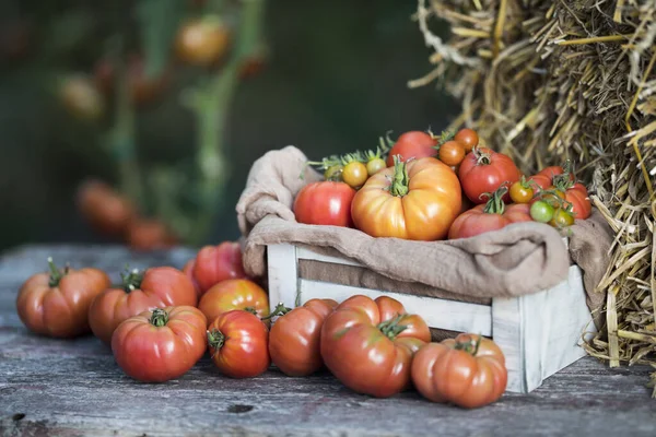 Verse Tomaten Een Houten Krat Stockafbeelding