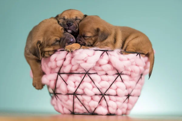 Σκύλοι Που Κοιμούνται Μεταλλικό Καλάθι Εικόνα Αρχείου