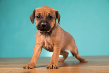 Şirin köpek yavrusu, hayvan konsepti.