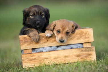 Çimlerin üzerinde tahta bir sandıkta iki köpek.